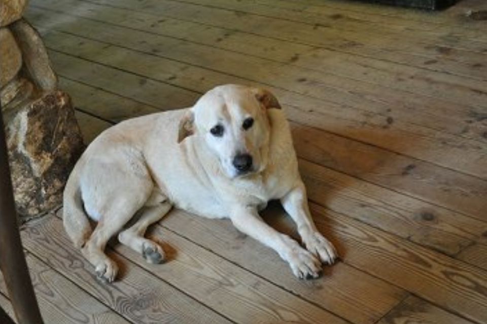 Nick Wimmer's labrador dog, Jackson